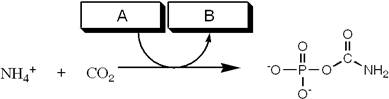 Which group of small molecules best fit the boxes associated with the reaction shown?