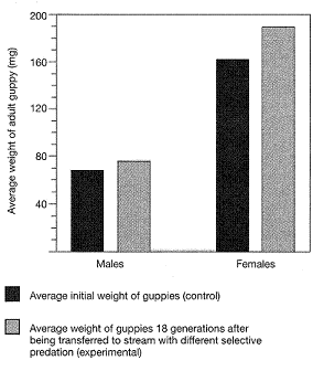 <strong>Figure 18-3 Refer to the accompanying figure. The average weight of a female guppy in the experimental group is:</strong> A) 70 g. B) 80 mg. C) 170 mg. D) 180 g. E) 190 mg.