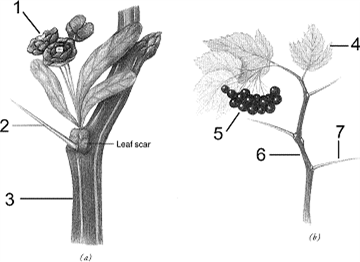 <strong>Figure 18-1 Which pair correctly matches two homoplastic features in the accompanying figure?</strong> A) 1 and 4 B) 2 and 7 C) 3 and 6 D) 2 and 4 E) 1 and 5