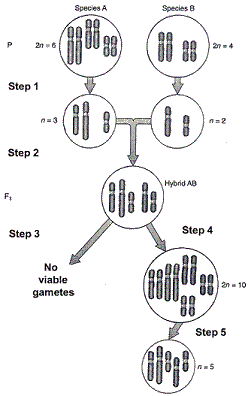 <strong>Figure 20-1 The most common outcome of the process in the accompanying figure is no viable gametes. This happens because of:</strong> A) hybrid inviability. B) defective meiosis. C) gametic isolation. D) species incompatibility. E) a low rate of fertilization.