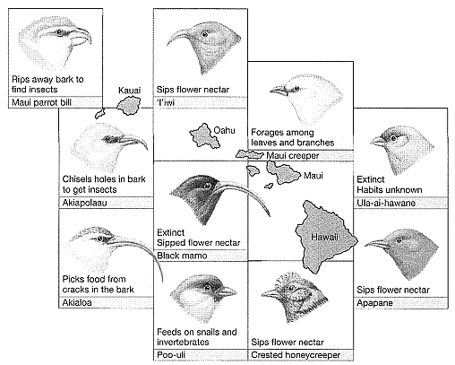 <strong>Figure 20-2 In the accompanying figure, note the variation in these closely related birds. What does this illustrate?</strong> A) hybridization B) macroevolution C) hybrid inviability D) adaptive radiation E) allometric radiation