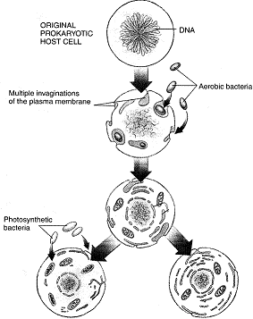 Figure 21-1   The theory illustrated by the accompanying figure is used to explain the origin of which organisms?
