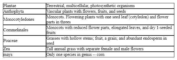 <strong>Table 23-1 Based on the accompanying table, one characteristic used at the class level of classification for corn is:</strong> A) separate male and female flowers. B) the presence of a single seed leaf. C) flower parts in fours or fives. D) flowering vascular plants. E) tall annual grasses.