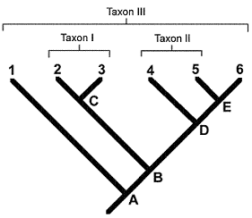 <strong>Figure 23-2 In the accompanying figure, the taxon labeled II is:</strong> A) a clade. B) paraphyletic. C) polyphyletic. D) an outgroup. E) monophyletic.