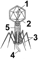 <strong>Figure 24-1d Refer to the accompanying figure. What is the function of the structure labeled as 3?</strong> A) replication B) locomotion C) mate recognition D) attachment to a host cell E) to take over host cell mechanisms