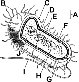 Figure 25-1 What is the function of the structure labeled as B in the accompanying figure?