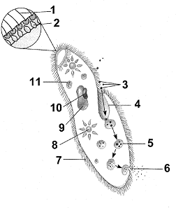 Figure 26-1 Refer to the accompanying figure. What is the function of the structure labeled as 4?