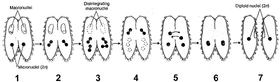 Figure 26-2 Refer to the accompanying figure. What is the process occurring in the cells labeled as 6?