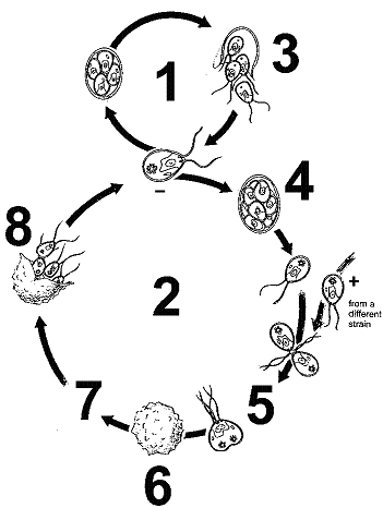 Figure 26-3 Refer to the accompanying figure. Which protist group's life cycle is demonstrated in this figure?