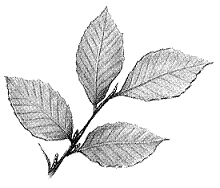 <strong>Figure 34-1 The type of leaf arrangement in the accompanying figure is characteristic of:</strong> A) ashes. B) maples. C) catalpas. D) beeches. E) buckeyes.