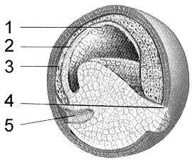 <strong>Figure 51-2 Use the figure to answer the corresponding question(s). The structure labeled as 3 in Figure 51-2 is the:</strong> A) archenteron. B) endoderm. C) mesoderm. D) blastocoel. E) ectoderm..