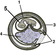 <strong>Figure 51-3 Refer to the accompanying figure. The allantois is identified by number:</strong> A) 1. B) 2. C) 3. D) 4. E) 5.