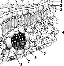<strong>Figure 9-1 What is the primary function of the leaf structure labeled as 5 in the accompanying figure?</strong> A) food storage B) gas exchange C) photosynthesis D) nutrient absorption E) water transportation