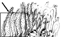 <strong>Figure 4-2 Use the figure to answer the corresponding question(s). What enzyme in the ER lumen catalyzes the efficient folding of proteins into proper conformations?</strong> A) calcium B) proteasomes C) Golgi complexes D) digestive enzymes E) molecular chaperones