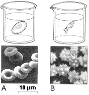 <strong>Figure 5-1 Refer to the accompanying figure. Which best describes the red blood cells in Fig. B?</strong> A) These red blood cells have been placed in an isotonic solution. B) These red blood cells have swollen in response to a hypertonic external solution. C) These red blood cells have swollen in response to a hypotonic external solution. D) These red blood cells have shrunk in response to a hypertonic external solution. E) These red blood cells have shrunk in response to a hypotonic external solution.