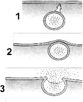 <strong>Figure 5-2 What cellular process is represented in the accompanying figure?</strong> A) Lysis B) Exocytosis C) Cotransport D) Pinocytosis E) Facilitated diffusion