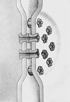 <strong>Figure 5-3 In the accompanying figure, what is the form of cellular junction?</strong> A) Desmosomes B) Gap junctions C) Tight junctions D) Plasmodesmata E) Adhering junctions