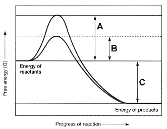 <strong>Figure 7-2 Refer to the accompanying figure. The line on the graph labeled C represents the ____.</strong> A) change in entropy B) change in enthalpy C) change in free energy D) activation energy with an enzyme E) activation energy without an enzyme