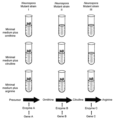 <strong>Figure 13-1 The experimental design in the accompanying figure was used to examine:</strong> A) the relationship between genetic changes and metabolic enzymes. B) the mutation rate of Neurospora. C) resistance of Neurospora to genetic poisons. D) toxicity of arginine metabolites. E) growth of Neurospora in the presence of different antibiotics.