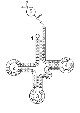 <strong>Figure 13-2 Refer to the accompanying figure. The portion of the molecule labeled as 5 is:</strong> A) the attached amino acid. B) a double-stranded DNA region. C) a single-stranded DNA region. D) the anticodon. E) the codon.