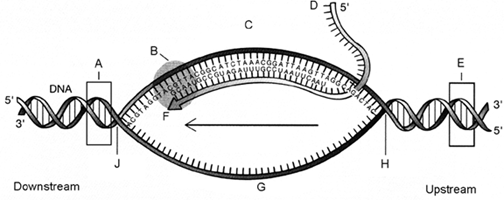<strong>Figure 13-3 Refer to the accompanying figure. The component labeled as B is:</strong> A) DNase. B) DNA polymerase. C) RNA primase. D) RNA polymerase. E) reverse transcriptase.