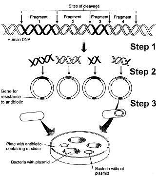 <strong>Figure 15-1 What process or enzyme was used for Step 1 in the accompanying figure?</strong> A) PCR B) a bacteriophage C) a reverse transcriptase D) a DNA ligase E) a restriction enzyme
