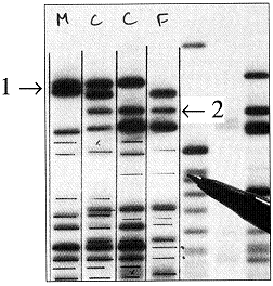 <strong>Figure 15-3 The columns in the accompanying figure represent F (for female), C (for children), and M (for male). The presence of the band marked with arrow #2, shows that:</strong> A) this DNA sequence in the children is a mutation. B) this DNA sequence in the children is inherited from their mother. C) this DNA sequence in the children is inherited from their father. D) this sequence in the children is inherited from both their mother and father. E) individual F is not the mother of these children.