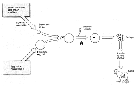 <strong>Figure 17-4 In the accompanying figure, the purpose of growing the donor cells in nutrient-limited media is to:</strong> A) have small cells that would be easier to manipulate B) replicate a normal environment C) force the donor cell nucleus into the G<sub>0</sub> cell stage D) induce favorable mutations E) initiate apoptosis
