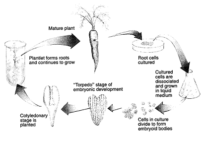 <strong>The results of the experiment outlined in the accompanying figure clearly demonstrate: </strong> A) gene amplification B) founder cell development pattern C) mosaic development D) apoptosis E) totipotency