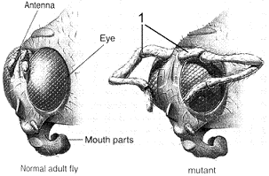 <strong>Figure 17-12 The mutation labeled as 1 to the far right in the accompanying figure represents:</strong> A) legs developing where antenna should be B) appendages of the eyes C) enlarged antennae D) newly formed structures to remove pollen or dust from the eyes E) a revision of the fly body so that legs and antenna have switched places