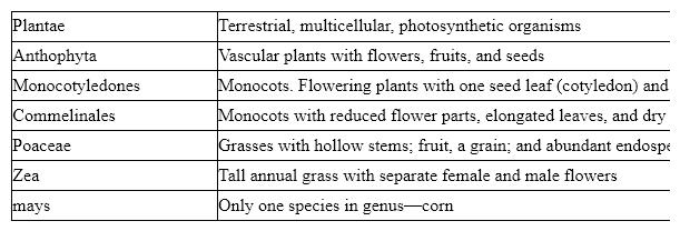 <strong>Table 23-1 Based on the accompanying table, which of the following characteristics are used to establish the family level of classification for corn?</strong> A) Terrestrial and photosynthetic B) A grass with hollow stems C) A flowering plant D) One-seeded fruit E) Monocot
