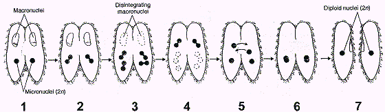 <strong>Figure 26-2 What is the outcome of the process illustrated in the accompanying figure?</strong> A) One male and one female cell B) Four new but genetically distinct cells C) Two new but genetically distinct cells D) Two new genetically identical cells that differ genetically from what they were before E) Four new genetically identical cells that differ genetically from what they were before