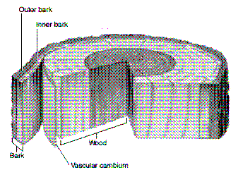 <strong>Figure 33-1 ​   In the accompanying figure, the region that is composed of secondary xylem is:</strong> A) outer bark. B) inner bark. C) wood. D) bark. E) vascular cambium. <div style=padding-top: 35px> 