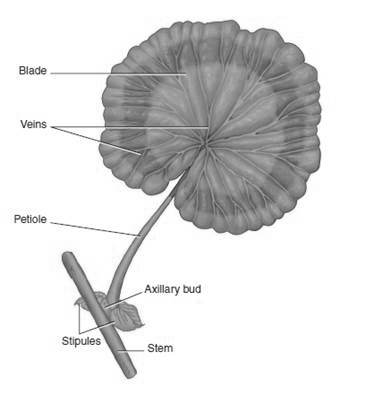 <strong>Figure 34-1 Which of the following is a leaf arrangement in which three or more leaves grow at each node?</strong> A) Netted B) Parallel C) Whorled D) Opposite E) Alternate