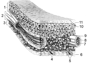 Figure 34-2 The photosynthetic ground tissue of the leaf is termed which of the following?
