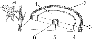 <strong>Figure 35-1 In the accompanying figure, the structure labeled as 3 is:</strong> A) the secondary xylem. B) formed by the division of the vascular cambium. C) found adjacent to the pith. D) usually referred to as wood. E) the cork cambium.