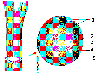 <strong>Figure 35-2 In the accompanying figure, the cell layer that contains xylem is labeled as:</strong> A) 1 B) 2 C) 3 D) 4 E) 5