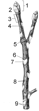<strong>Figure 35-3 What is the age of the twig in the accompanying figure?</strong> A) 0 years B) 1 year C) 2 years D) 3 years E) 5 years