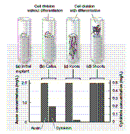 <strong>Figure 38-1 Based on the data in the accompanying figure, the condition that results in root development is</strong> A) a high ratio of auxin to cytokinin. B) a low ratio of auxin to cytokinin. C) a relatively equal proportion of auxin to cytokinin. D) cytokinin levels of at least 0.2 mg/L. E) auxin concentrations of 0.5 mg/L.