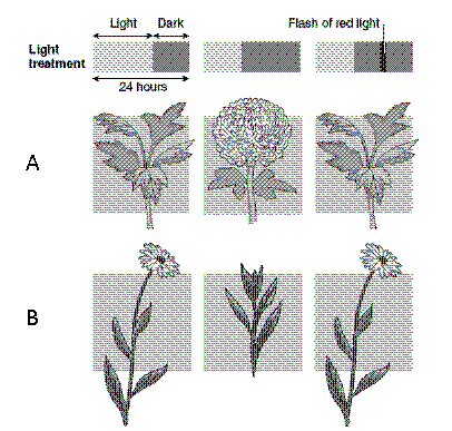 <strong>Figure 38-2 The plant in Row B of the accompanying figure demonstrates a photoperiodic response characteristic of</strong> A) short-day plants. B) day-neutral plants. C) long-day plants. D) long-night plants. E) intermediate-day plants.