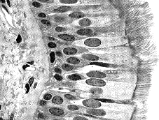<strong>Figure 39-1 Refer to the accompanying figure. What major function is associated with this type of tissue?</strong> A) Protecting underlying cells from abrasion B) Moving of materials along a tissue surface C) Producing secretions such as mucus and sweat D) Secreting and absorbing E) Strengthening