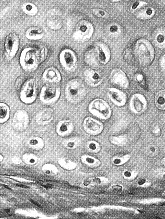 <strong>Figure 39-2 The type of tissue represented by the accompanying figure is</strong> A) adipose tissue. B) cardiac tissue C) cartilage. D) simple squamous epithelium. E) elastic connective tissue.
