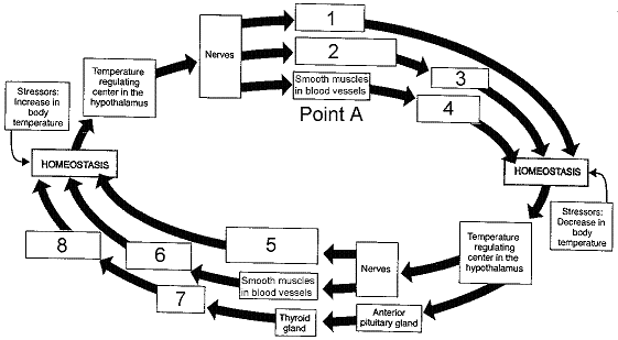 <strong>Figure 39-3 In the accompanying figure, the responses initiated at point A in response to an increase in body temperature include</strong> A) a decrease in sweating and panting. B) a decrease in muscle activity. C) a constriction of blood vessels. D) an increase in metabolism. E) shivering.