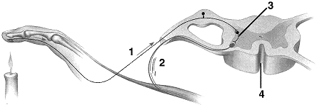 Figure 42-2 Refer to the accompanying figure. The type of neuron labeled as 1 is a(n):