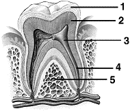 <strong>Figure 47-1 In Figure 47-1, dentin is labeled as number</strong> A) 1 B) 2 C) 3 D) 4 E) 5