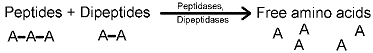 <strong>Which of the following statements accurately describes the following reaction? </strong> A) Enzymatic digestion of carbohydrates in the mouth by enzymes secreted by the salivary glands B) Enzymatic digestion of proteins in the stomach by enzymes secreted by the pancreas C) Enzymatic digestion of lipids in the stomach by enzymes secreted by the liver D) Enzymatic digestion of proteins in the small intestine by enzymes secreted by the pancreas E) Enzymatic digestion of lipids in the small intestine by enzymes secreted by the pancreas