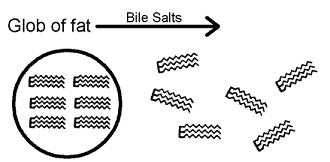 <strong>Figure 47-2 The process illustrated in the accompanying figure is called</strong> A) peristalsis. B) hydrolysis. C) emulsification. D) proteolysis. E) diffusion.