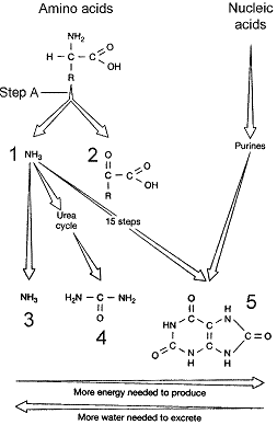 Figure 48-1 The process represented at step A of the accompanying figure is referred to as