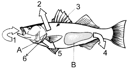 Figure 48-2 ​   ​ Refer to the accompanying figure in terms of a freshwater environment. What is the function of the structure labeled as A?