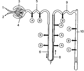 Figure 48-3 Refer to the accompanying figure. In which regions does atrial natriuretic peptide act?